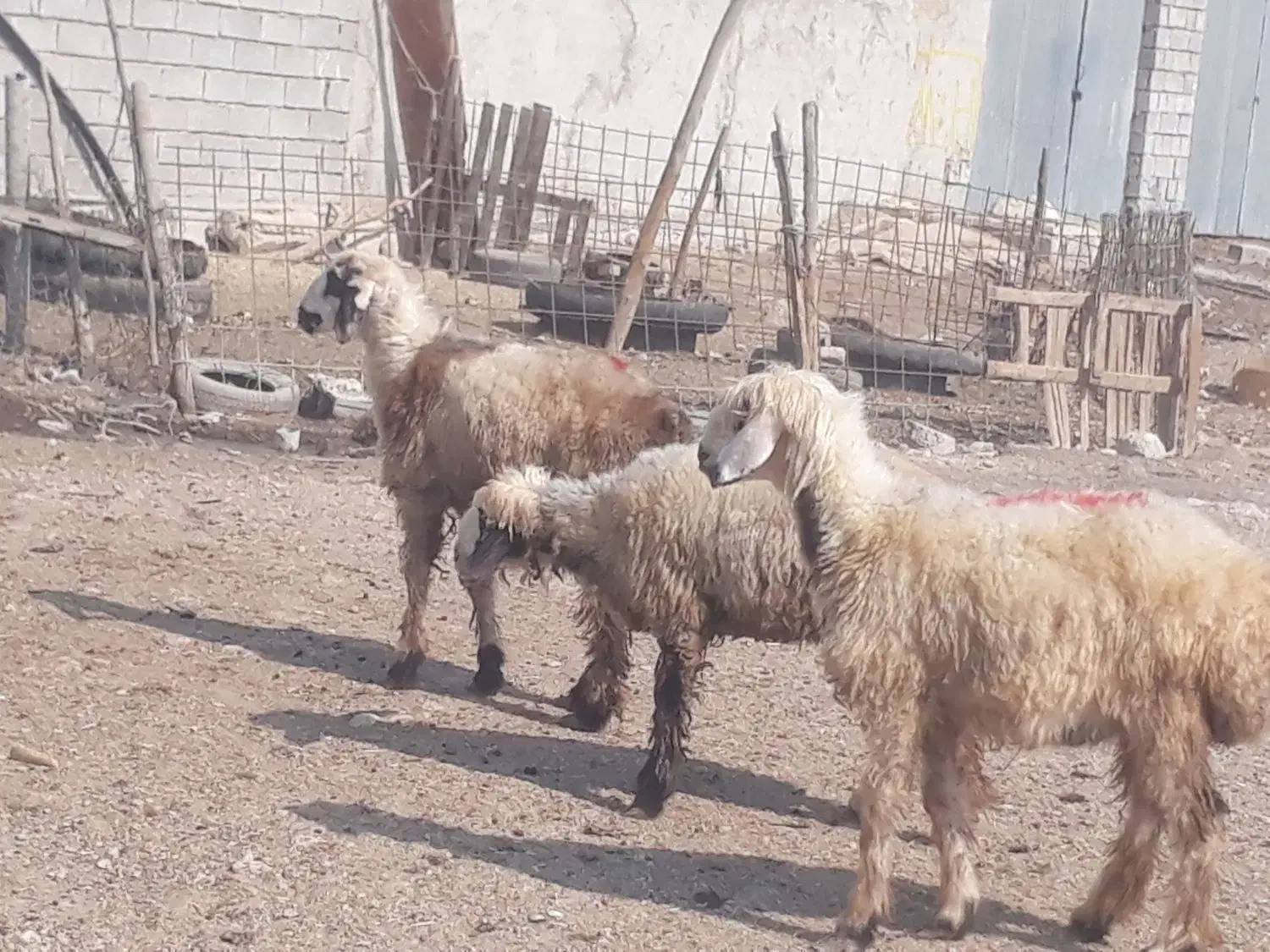 ۶ راس برندیل بختیاری درجه یک داشتی وقصابی|حیوانات مزرعه|بندر ماهشهر, |دیوار