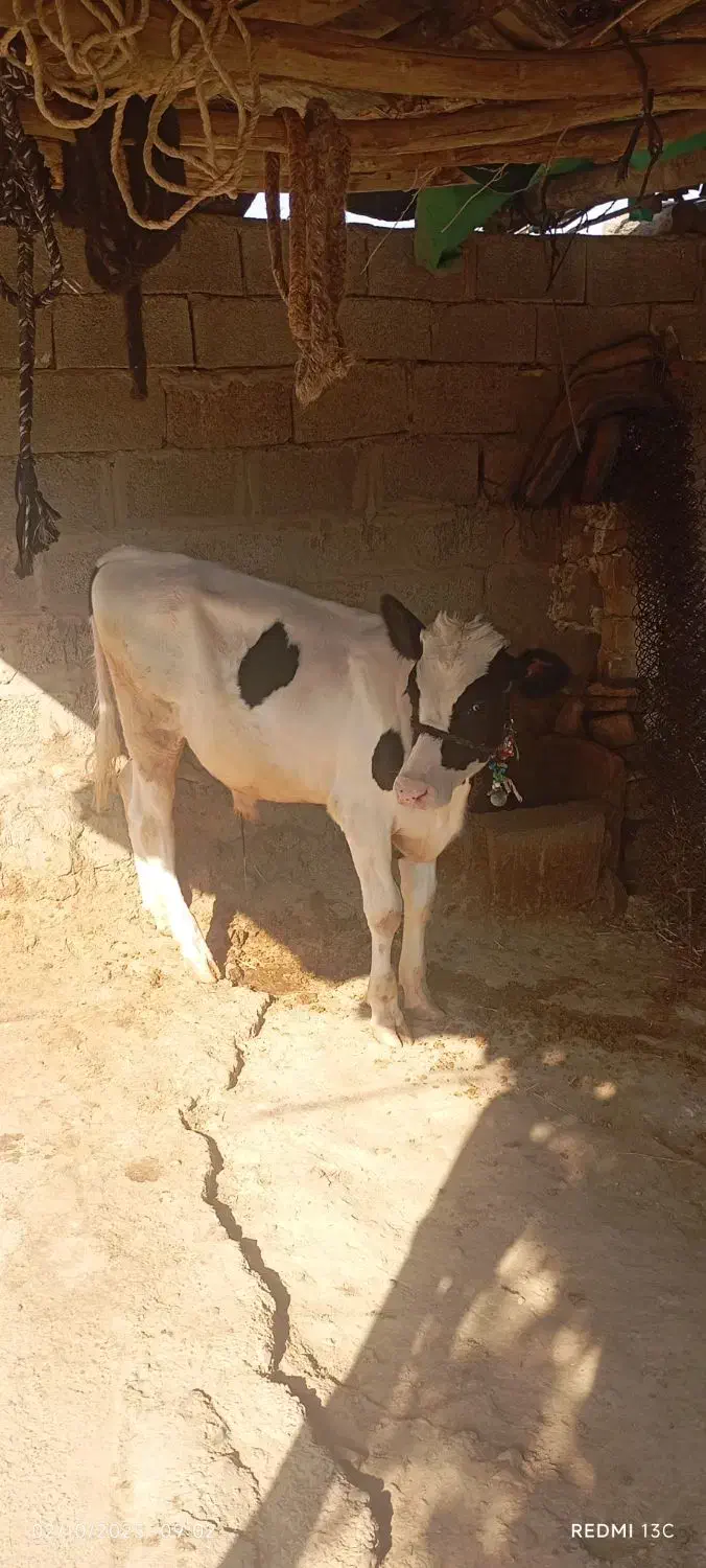 گوساله|حیوانات مزرعه|لالی, |دیوار