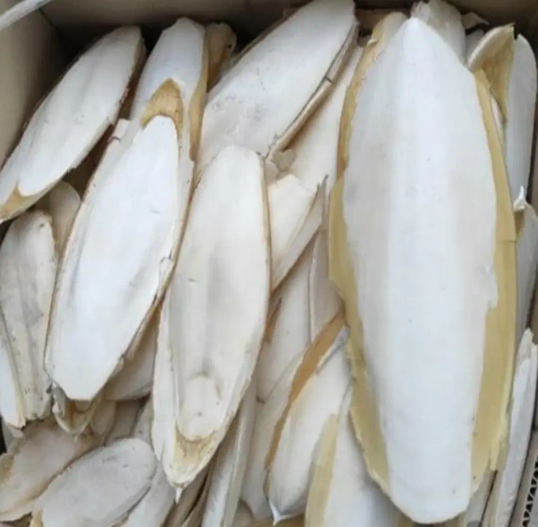 کف دریا|لوازم جانبی حیوانات|بوشهر, |دیوار