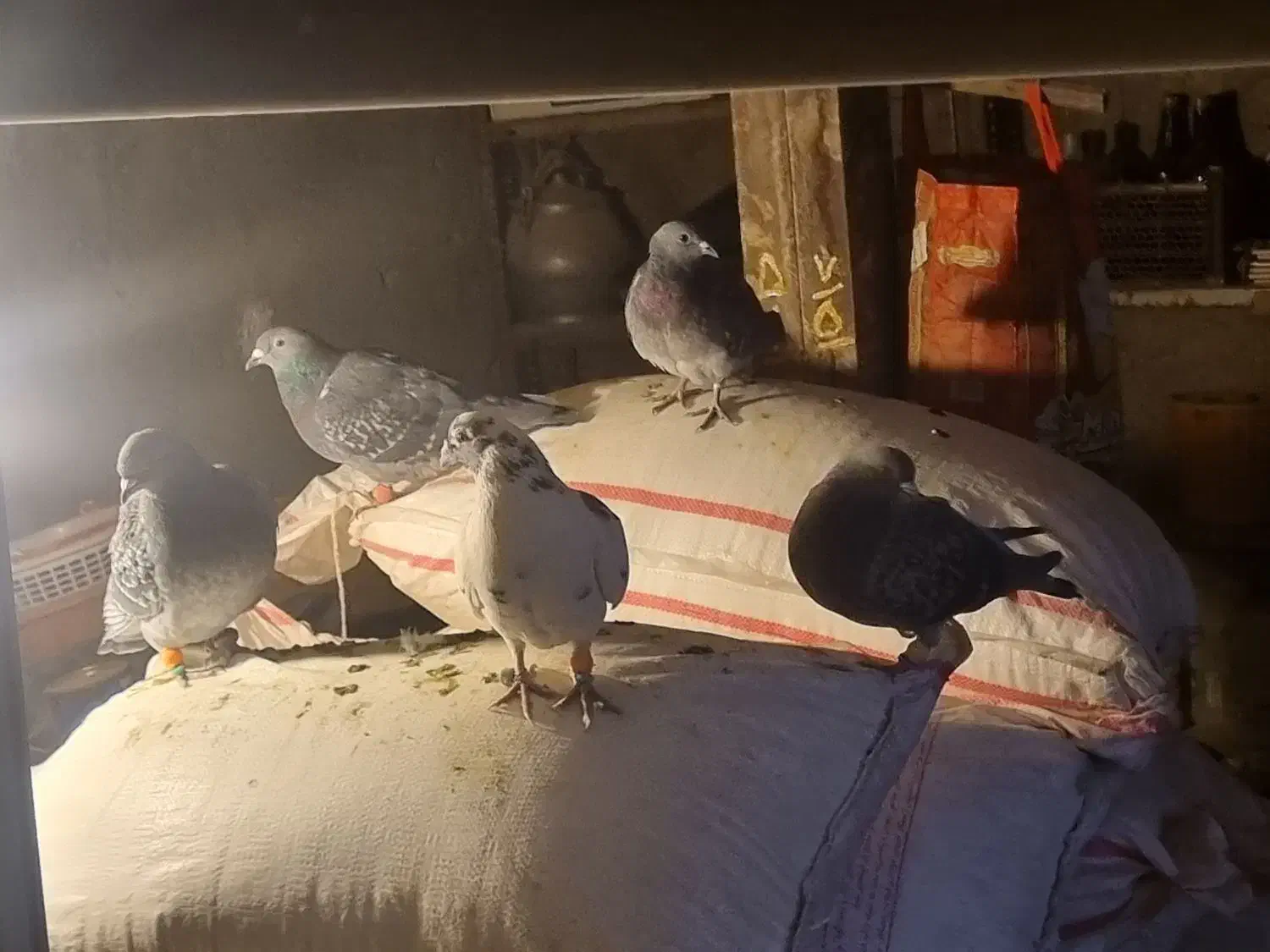 کبوتر|پرنده|سنقر, |دیوار