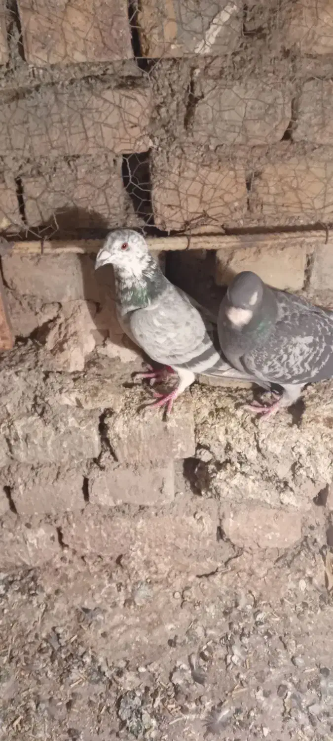 کفتر جفتگاه عالی|پرنده|فردوس (خراسان), |دیوار