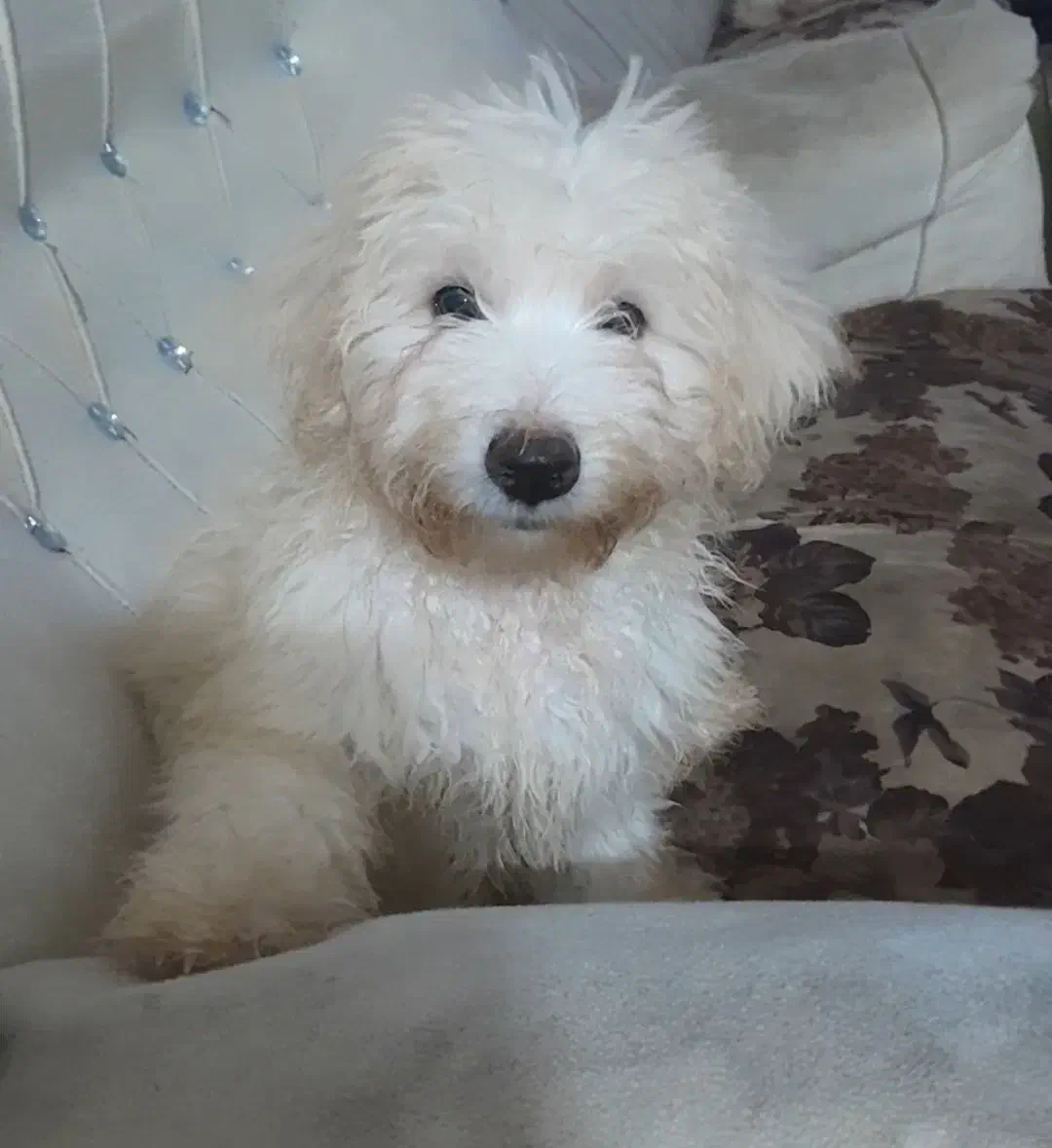 ۳ عددتوله بفروش میرسد|سگ|لنگرود, |دیوار