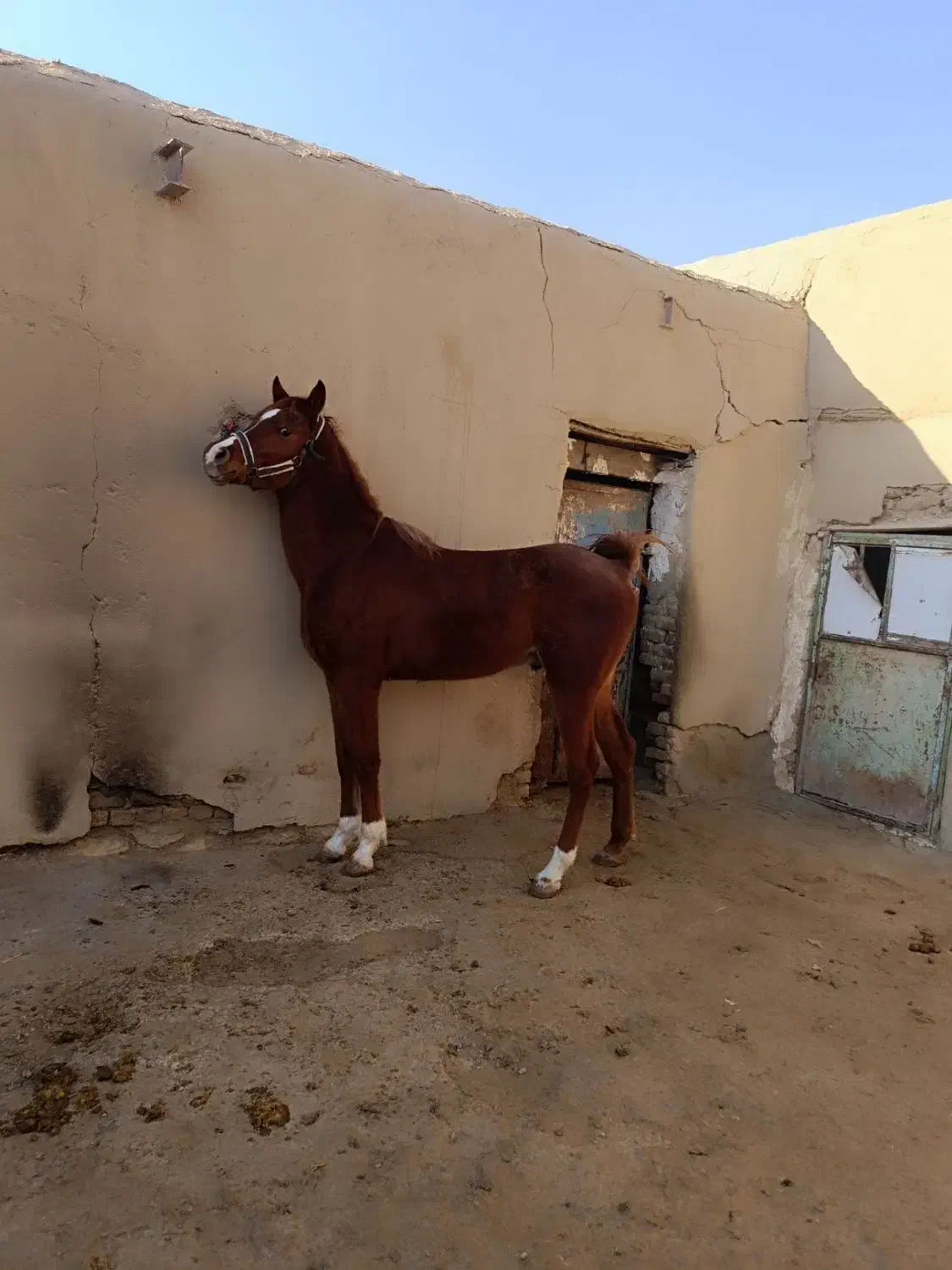 نریان عرب|اسب و تجهیزات اسب‌سواری|رباط‌کریم, رباط‌کریم|دیوار