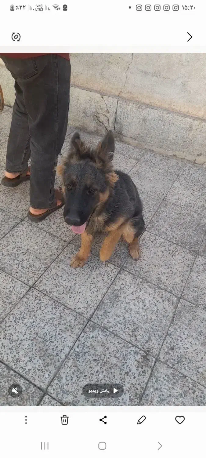 سگ ژرمن پنج ماهگی|سگ|کرمان, |دیوار