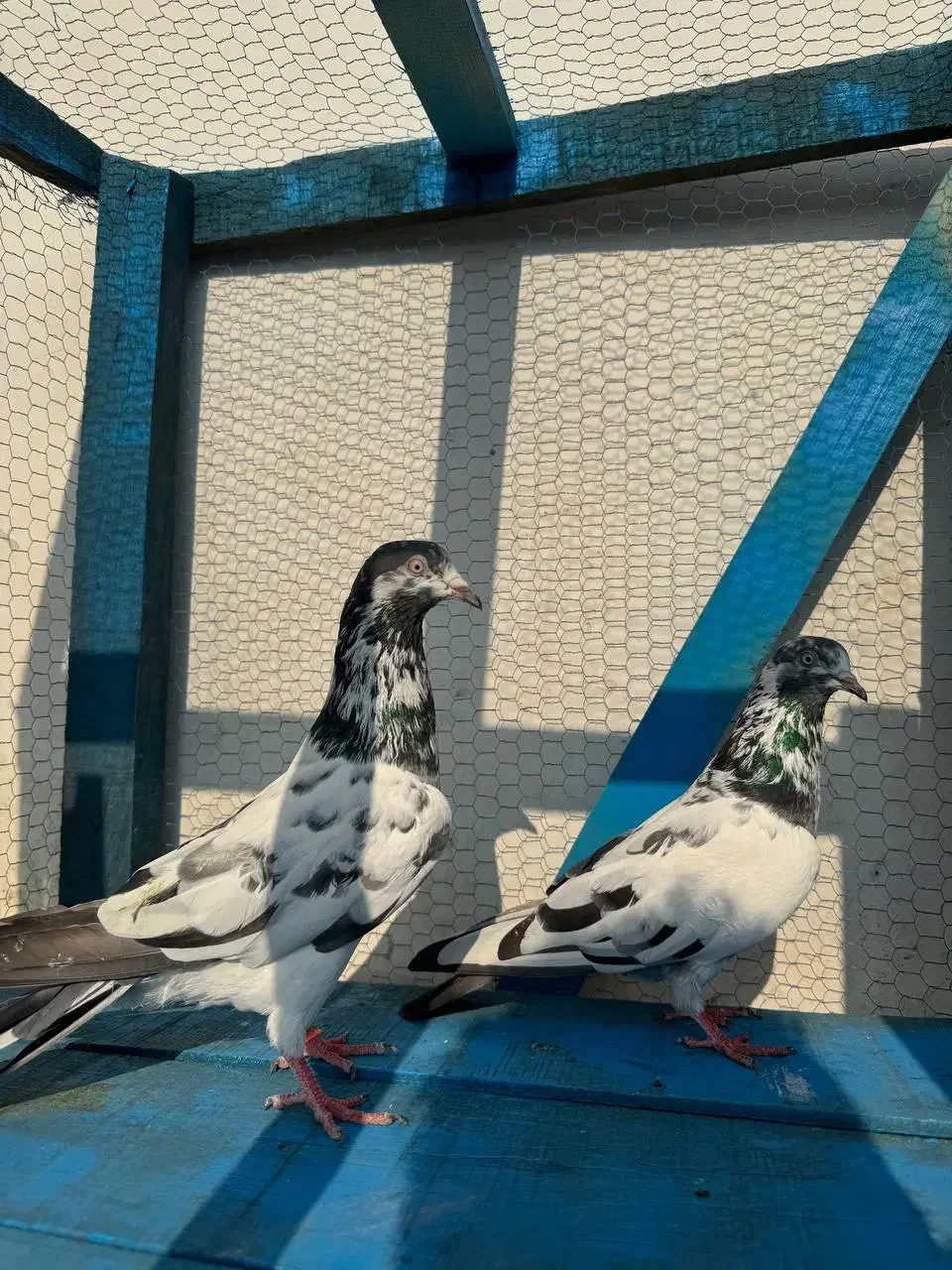 کبوتر پرشی|پرنده|ماسال, |دیوار