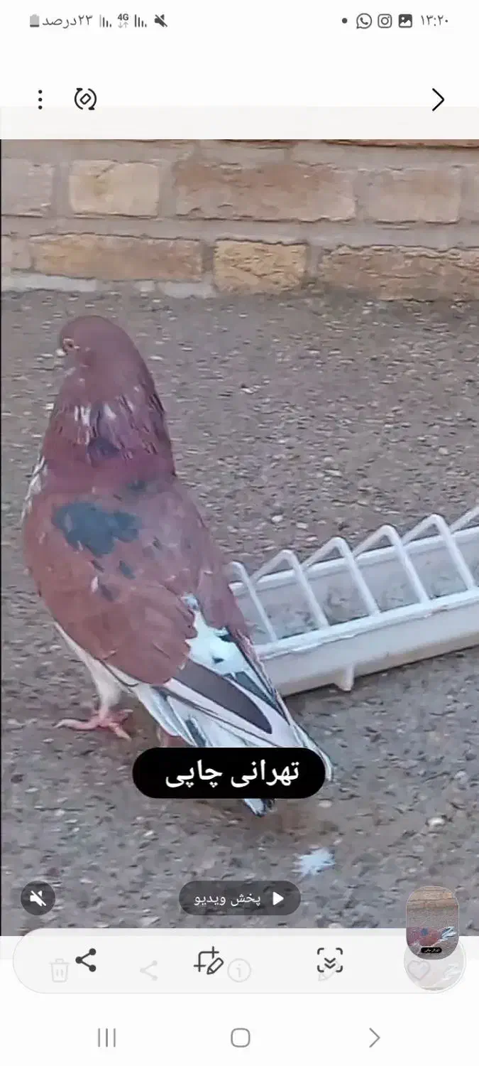 کبوتر قرمز چاپی|پرنده|تهران, فلسطین (میدان انقلاب)|دیوار