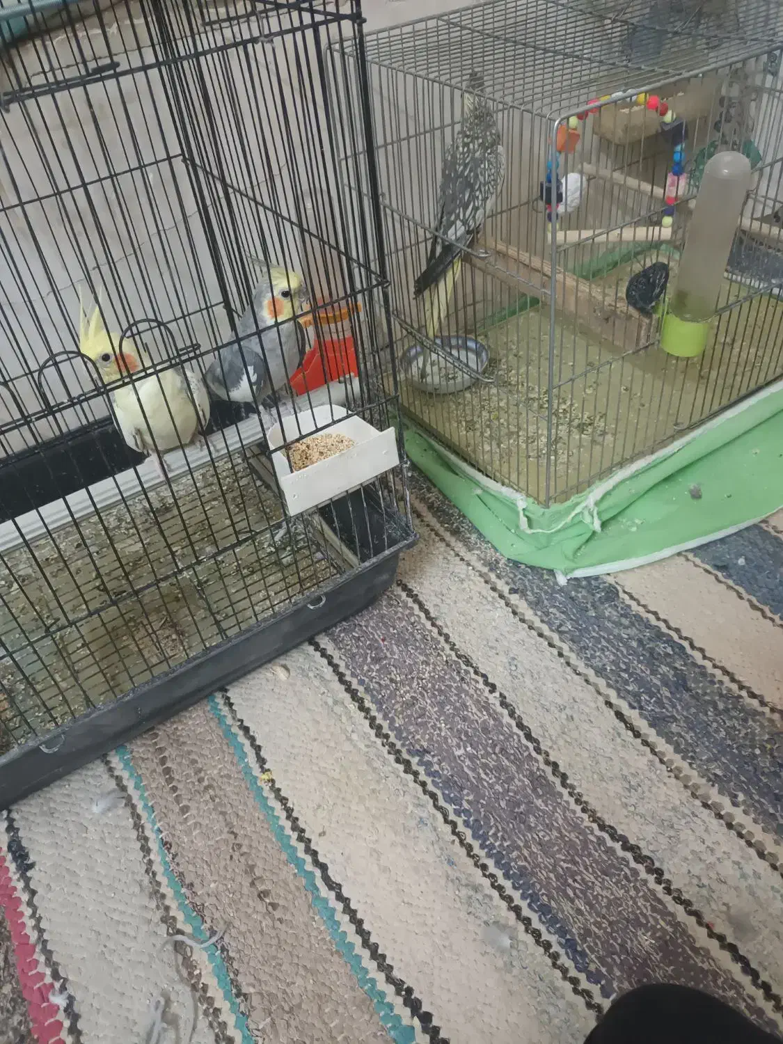 مرغ عروس|پرنده|کویرات, |دیوار