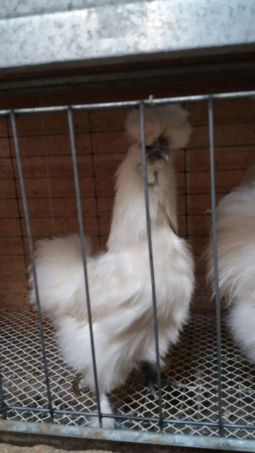 تخم نطفه دار مرغ خروس ابریشمی سفید|حیوانات مزرعه|رفسنجان, |دیوار