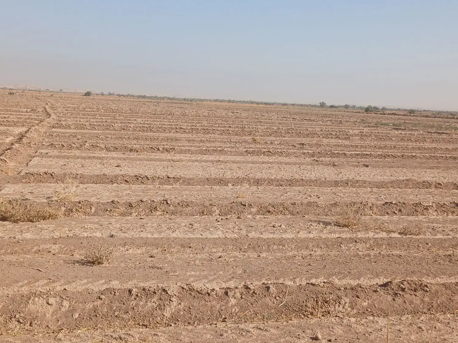 ۲۰ هکتار زمین کشاورزی آبیاری برای فروش|فروش دفتر صنعتی، کشاورزی، تجاری|اهواز, کمپلو جنوبی|دیوار