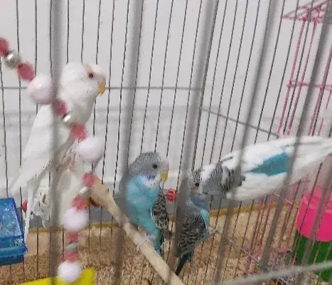 مرغ عشق|پرنده|کوهدشت, |دیوار