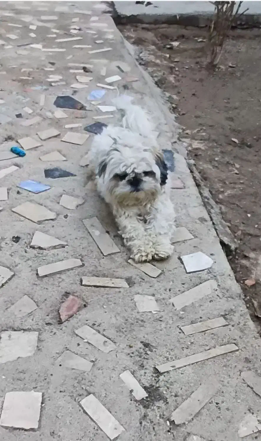 سگ خانگی|سگ|میاندوآب, |دیوار