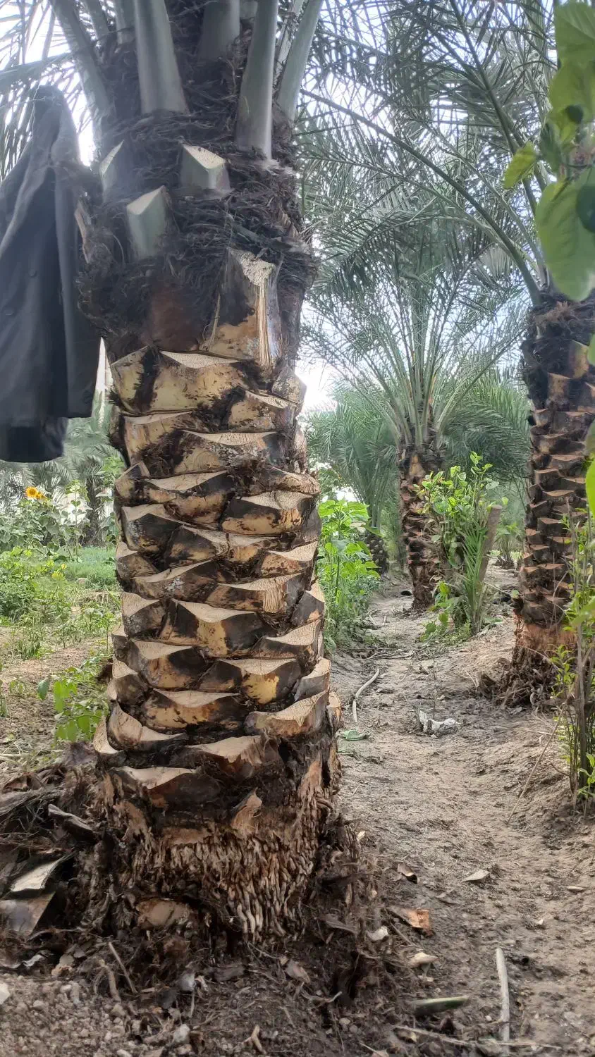 انجام تمام کارهای مربوط به نخل|خدمات باغبانی و درختکاری|اهواز, کوی طلاب|دیوار