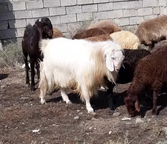 نر بز کردی|حیوانات مزرعه|سمنان, |دیوار