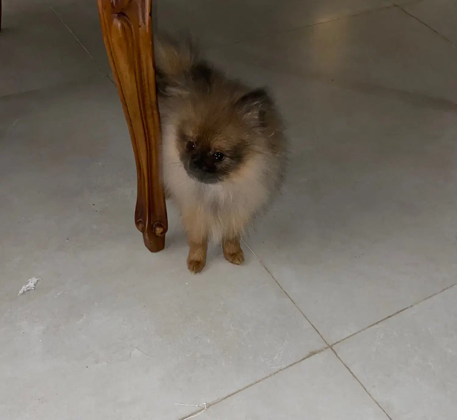 پامر ۷ ماهه|سگ|کرج, شهرک آسمان|دیوار