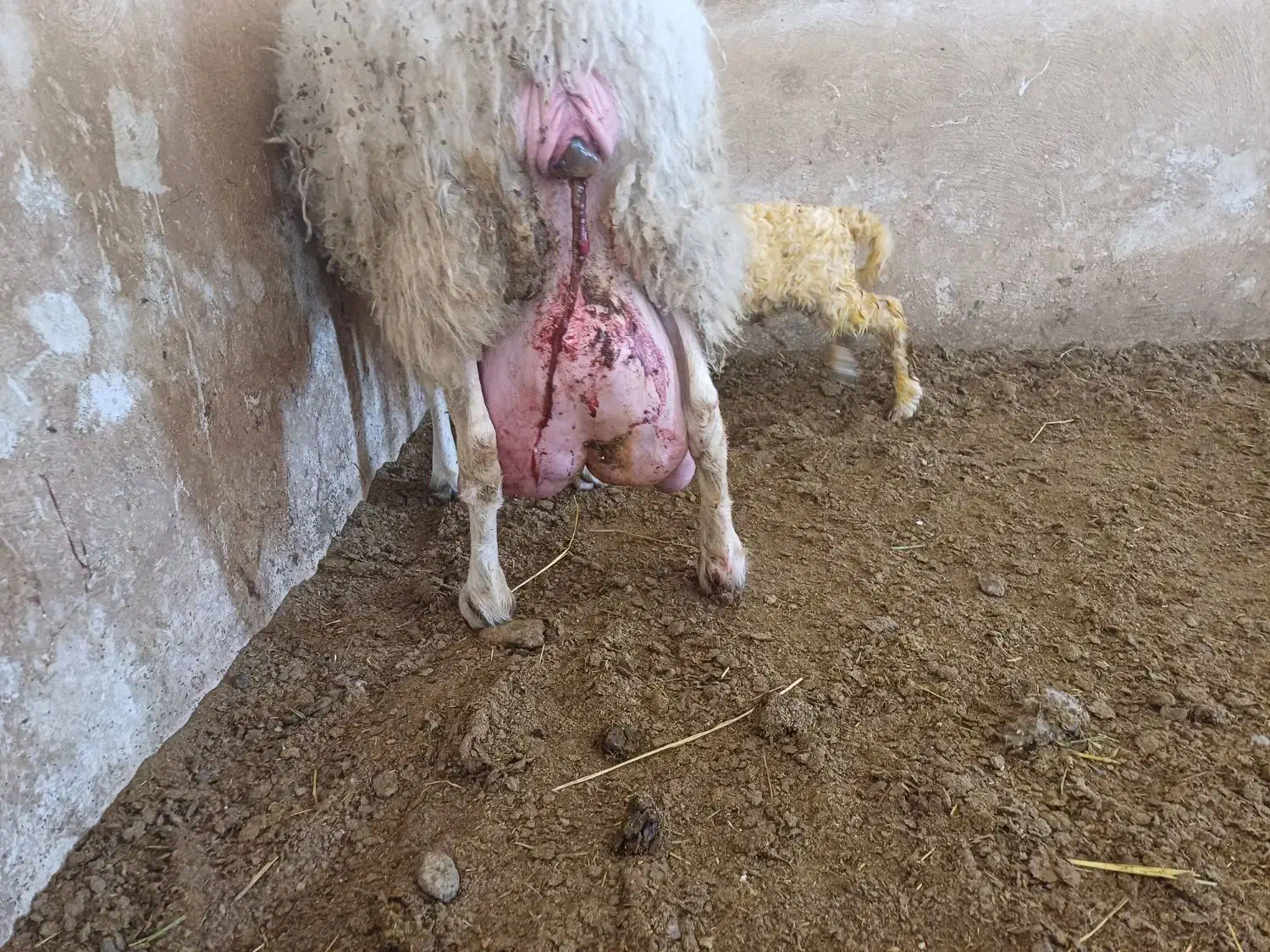 بره نرهای ژنتیکی از پدرتری پلاس مادرهای پرتولید|حیوانات مزرعه|پاریز, |دیوار