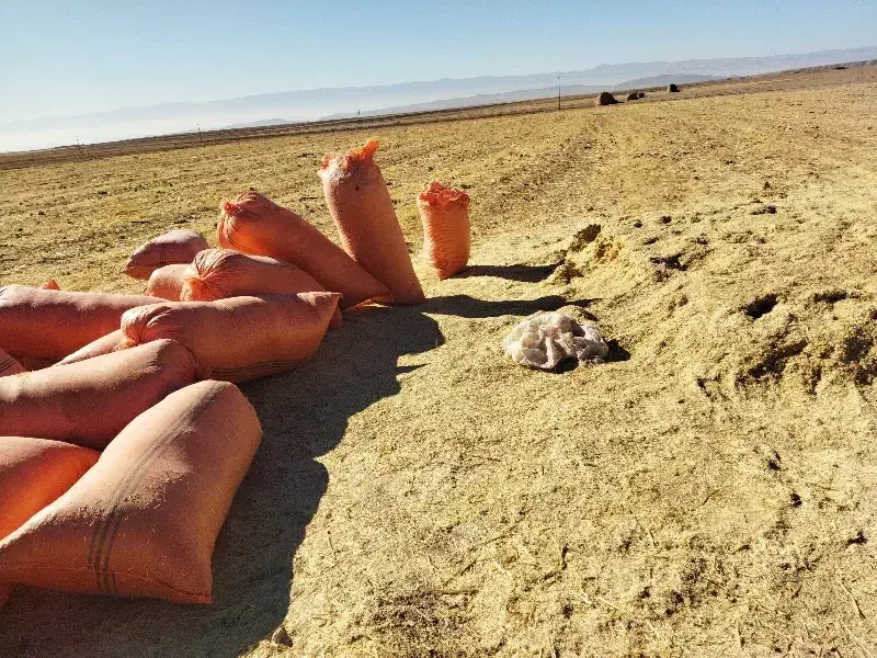 کاه گندم خرمن کوب|حیوانات مزرعه|شاندیز, |دیوار