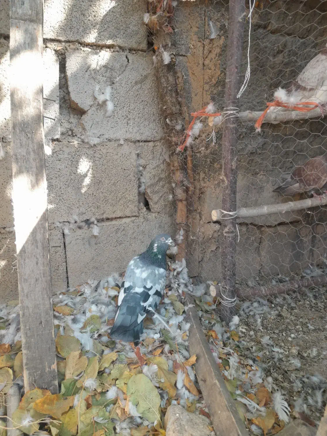 کفتر|پرنده|نهاوند, |دیوار