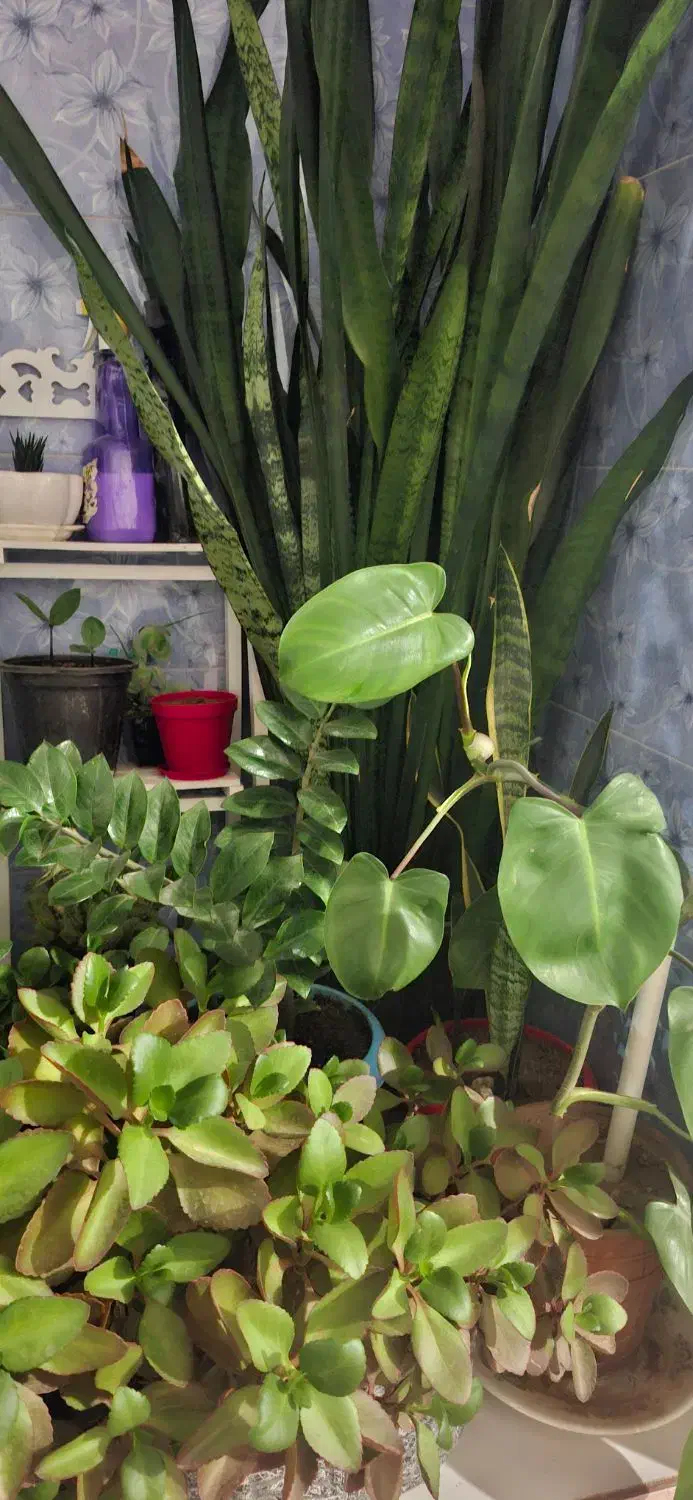 چند نوع گل|گل و گیاه طبیعی|قزوین, |دیوار