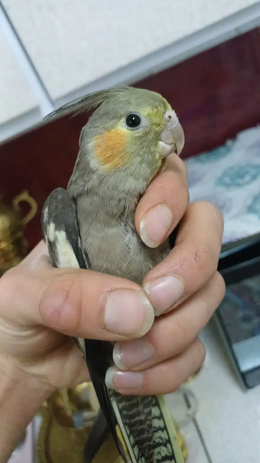 گمشده|حیوانات|نورآباد, |دیوار