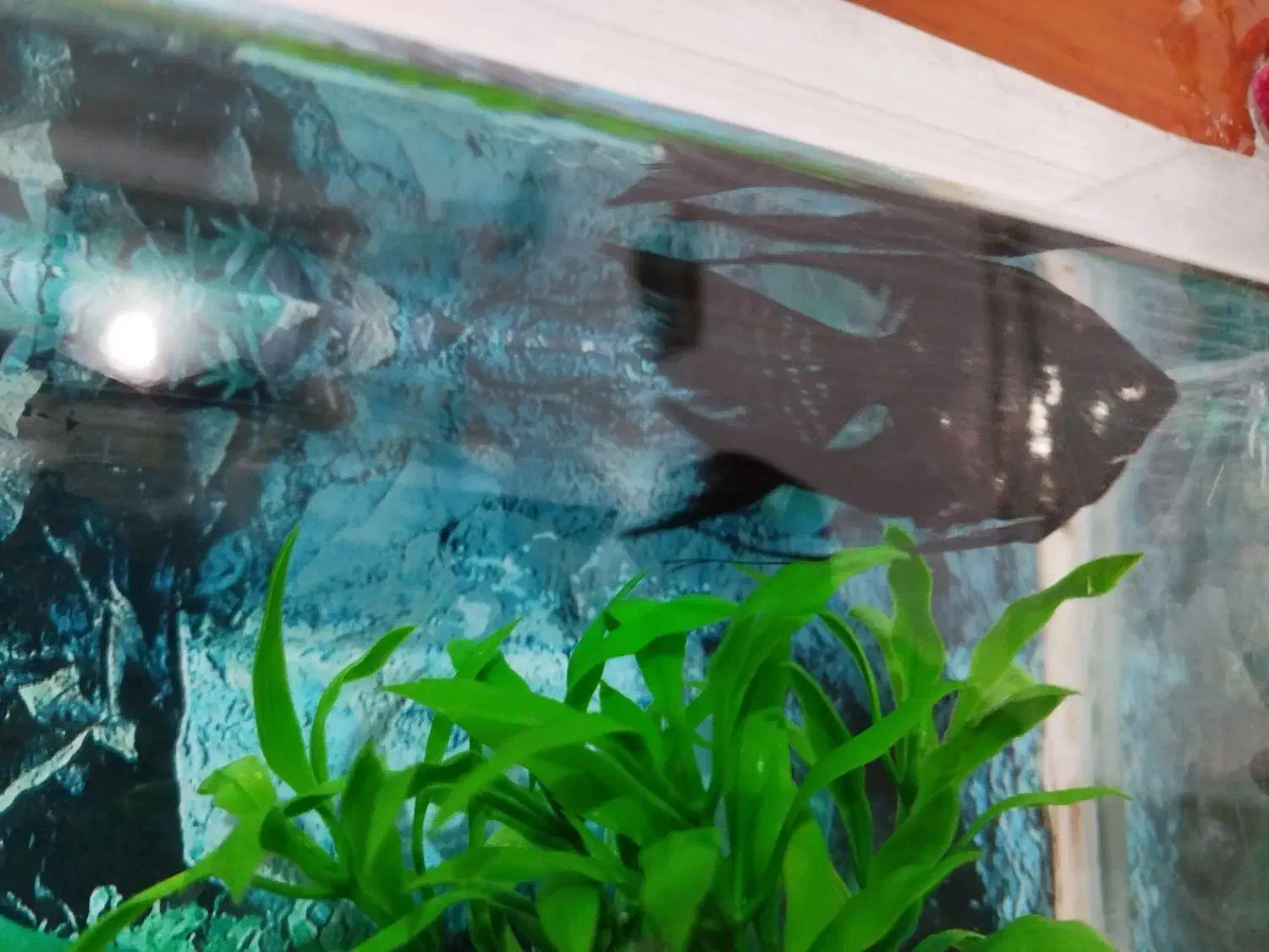 ماهی آنجل|ماهی|قروه, |دیوار