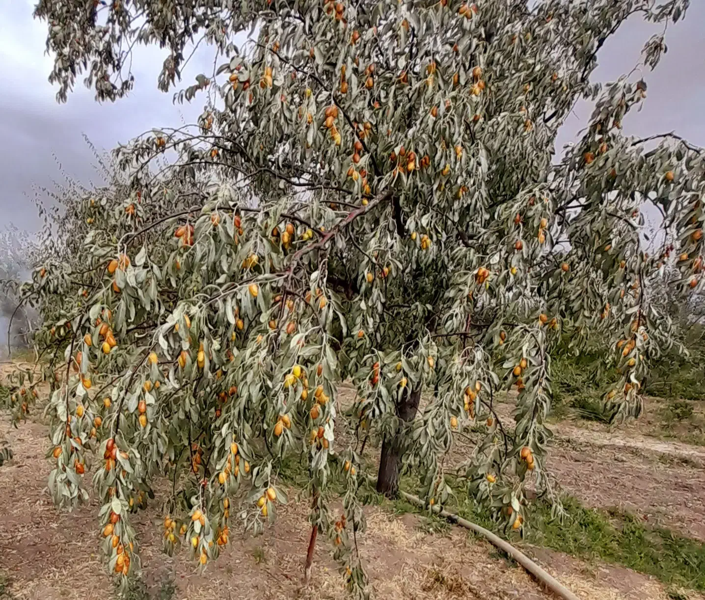 فروش نهال سنجد صادراتی حاج حسین|خدمات باغبانی و درختکاری|مرند, |دیوار