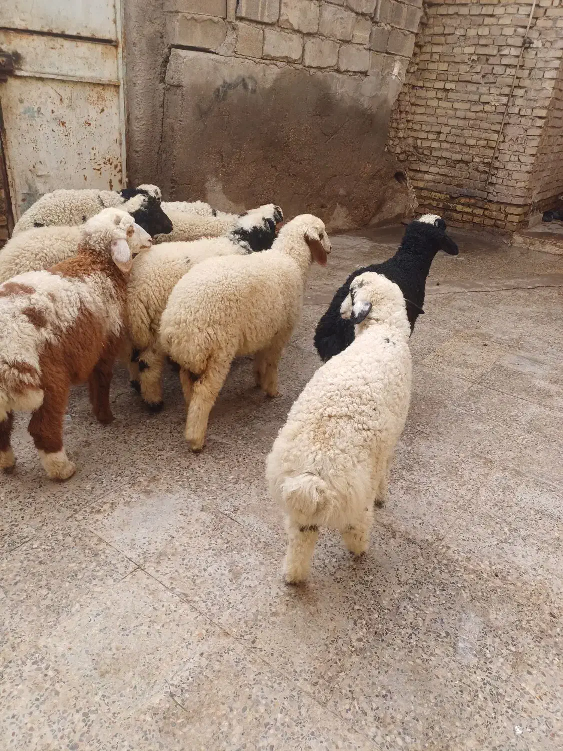 بره یاگوسفند|حیوانات مزرعه|اهواز, منازل کارون|دیوار