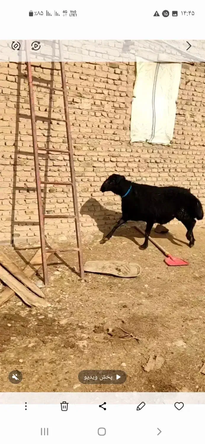 سلام|حیوانات مزرعه|لیلان, |دیوار