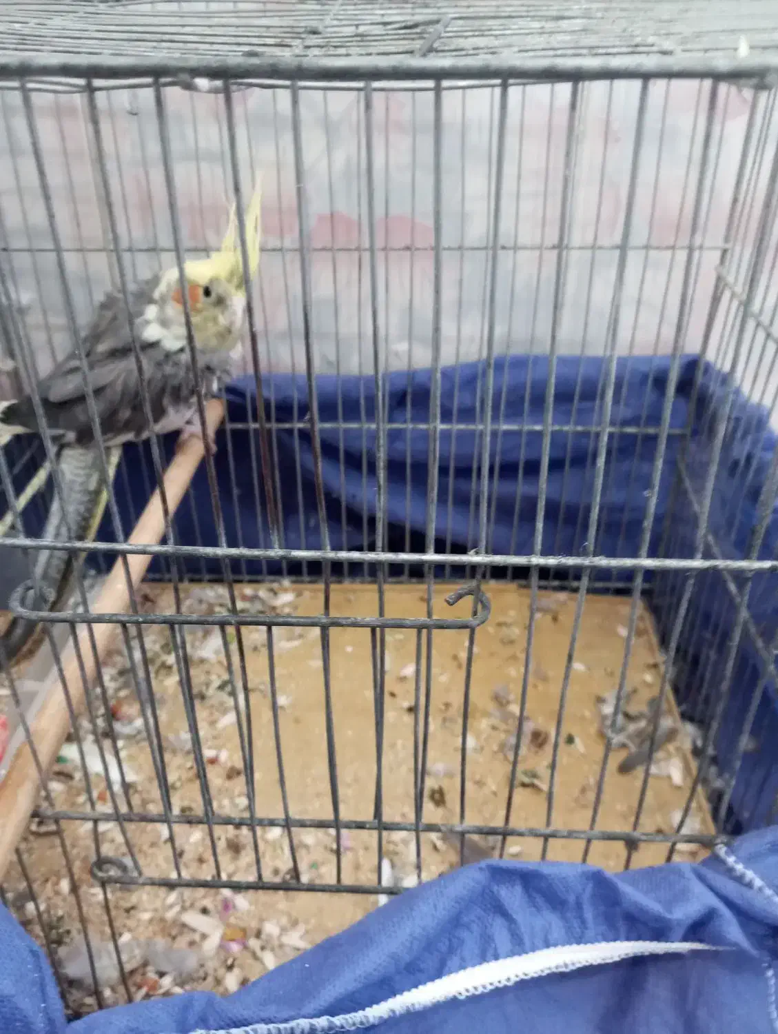 عروس هلندی نر در حال پر ریزی|پرنده|تربت‌حیدریه, ترمینال|دیوار