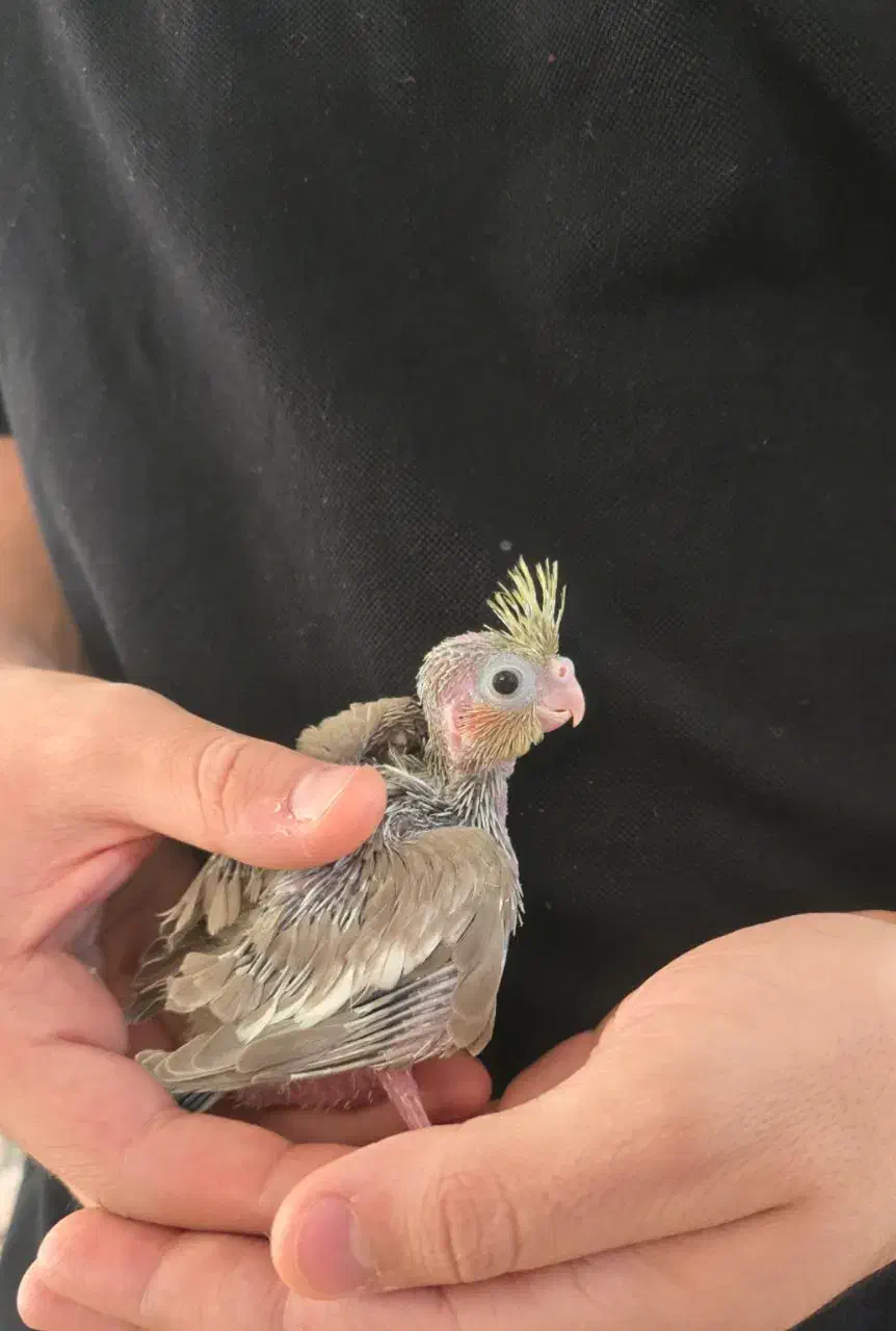 عروس هلندی ۲۰ روزه|پرنده|قم, باغ کرباسی|دیوار