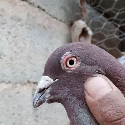 کفتر سرخ نر|پرنده|آیسک, |دیوار