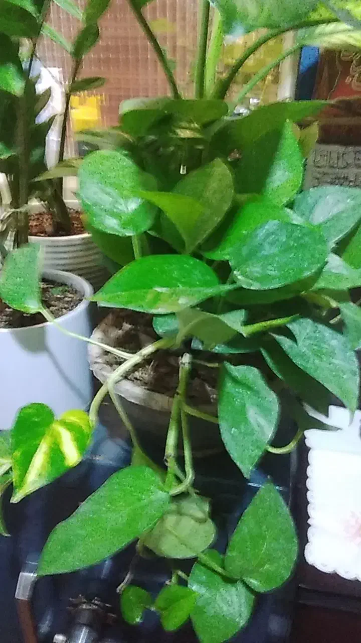 گل گل|گل و گیاه طبیعی|قم, علی آباد سعدگان|دیوار