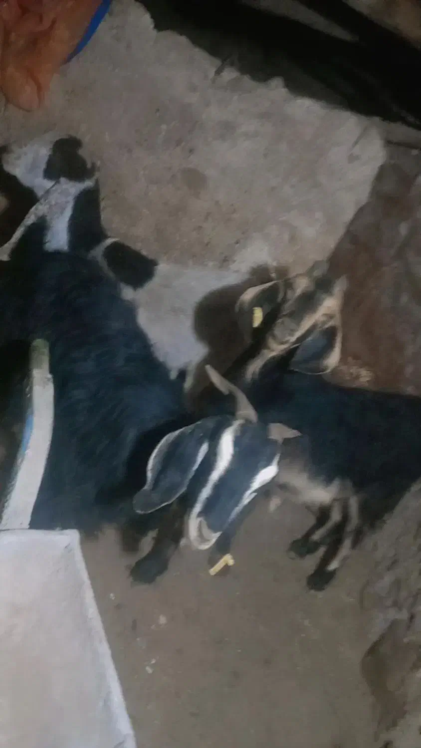 بزدرجه یک|حیوانات مزرعه|سرفاریاب, |دیوار