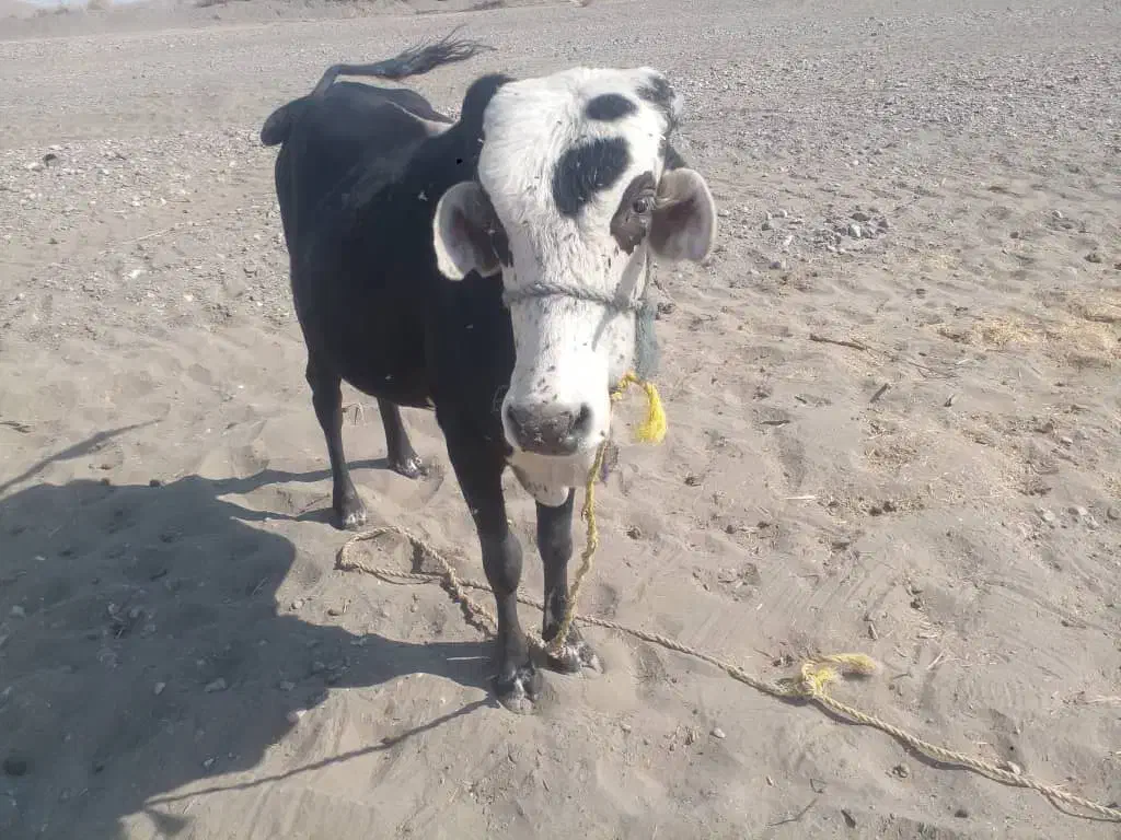 جلب چاق و سرحال|حیوانات مزرعه|قلعه گنج, |دیوار