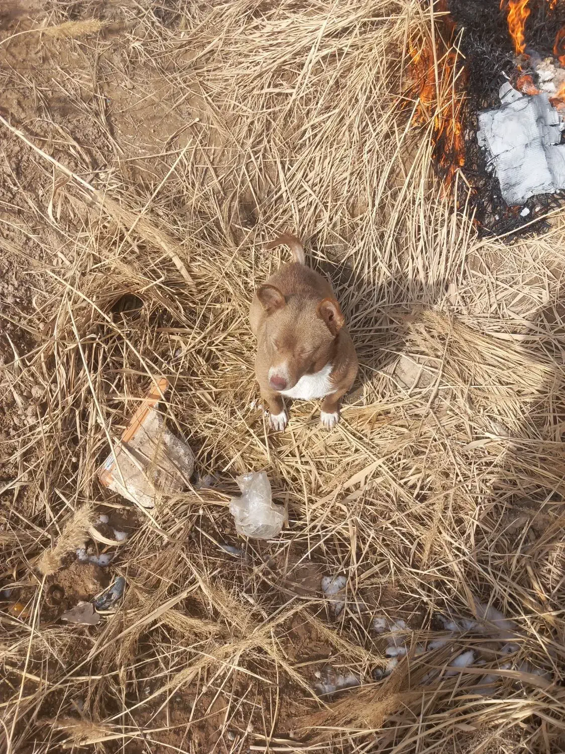 سگ پاپی|سگ|تربت‌حیدریه, پائین ولایت|دیوار