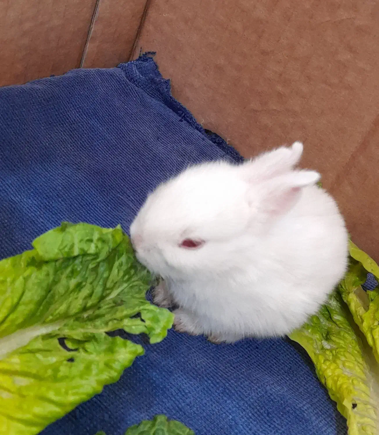 خرگوش|موش و خرگوش|شوشتر, |دیوار