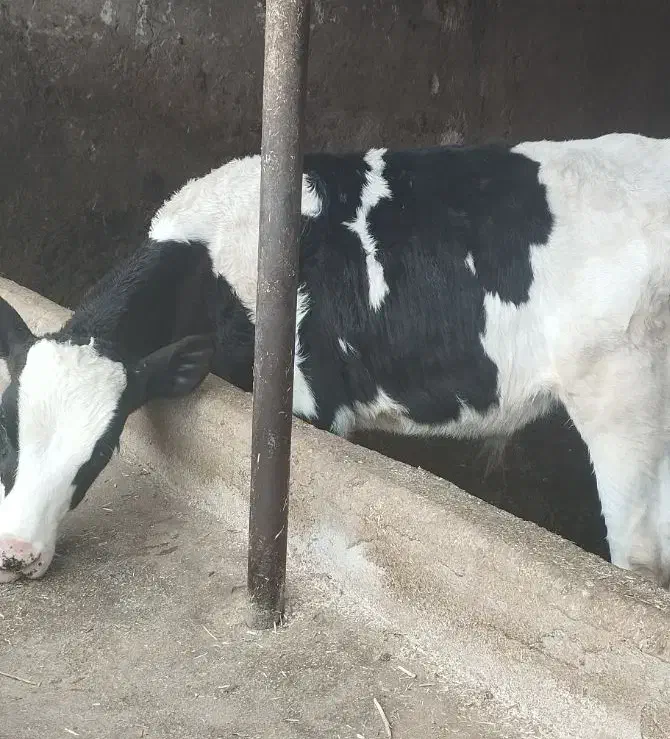 گوساله|حیوانات مزرعه|مرودشت, کناره|دیوار