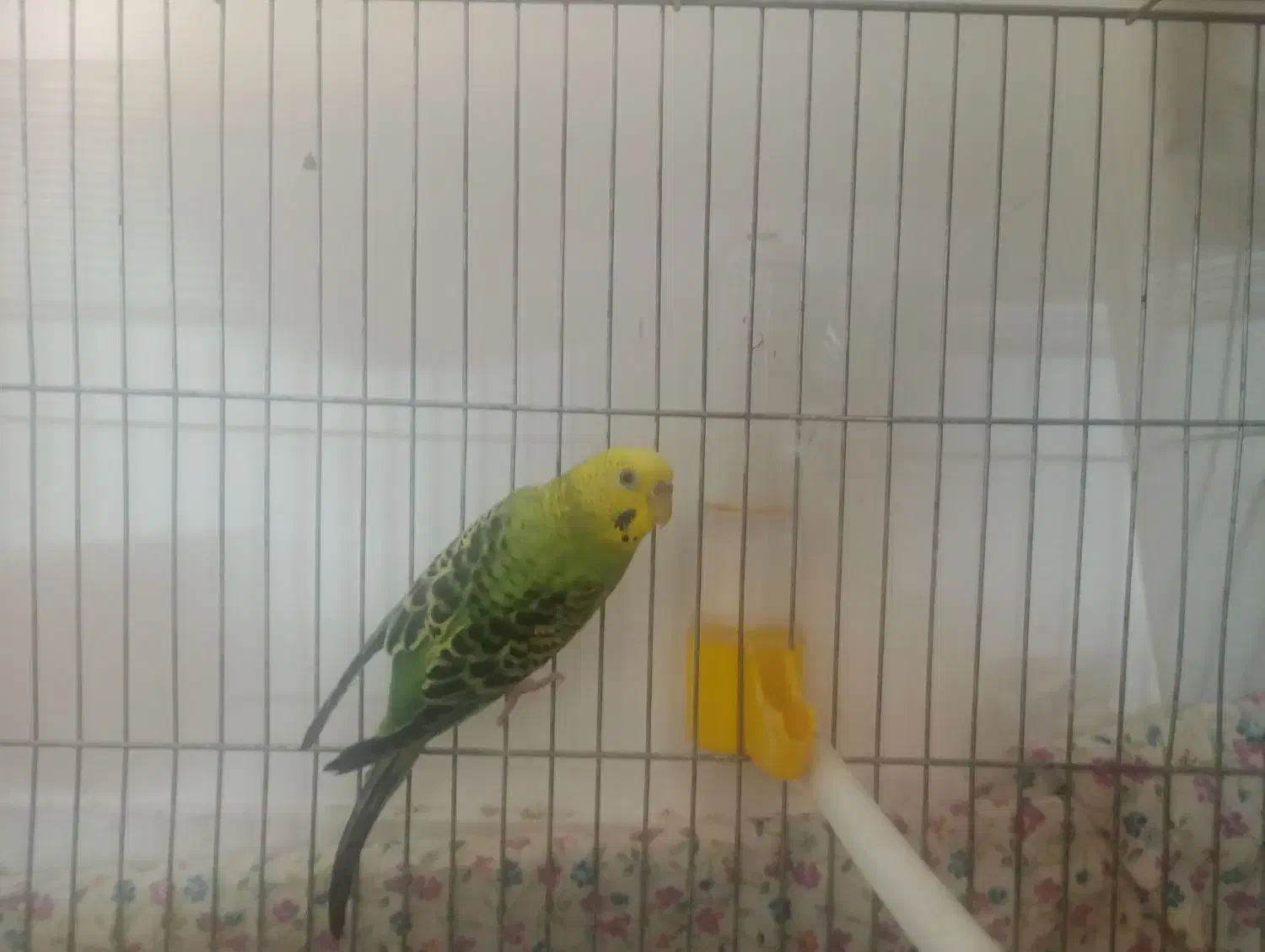 مرغ عشق|پرنده|قم, انسجام|دیوار