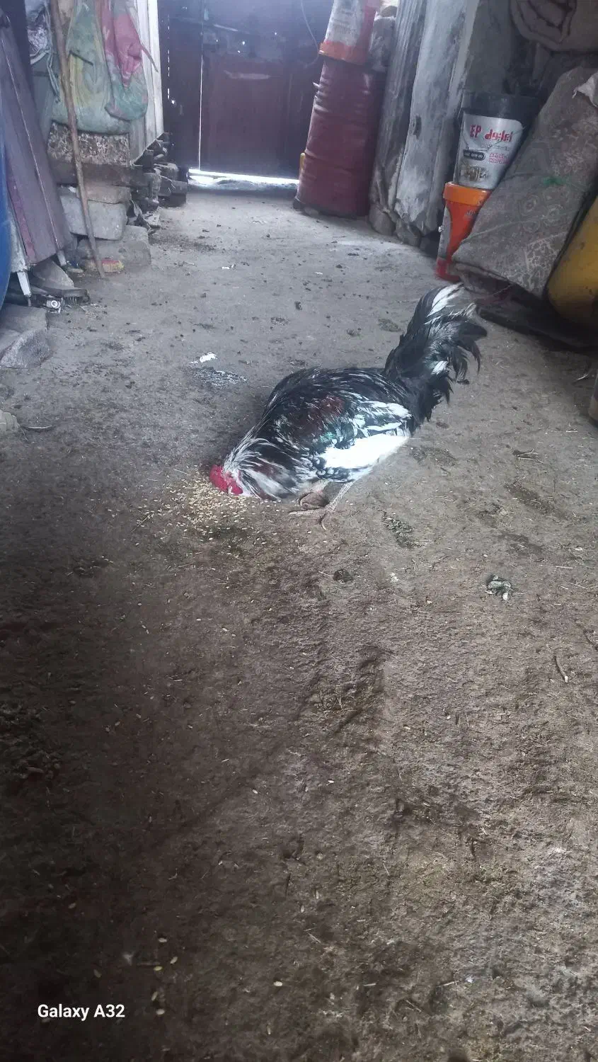 خروس گلین دارم فروشی|حیوانات مزرعه|جوانرود, |دیوار