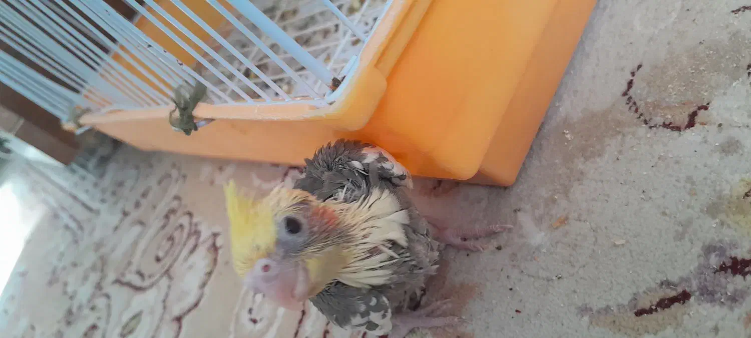 عروس هلندی ابلغ ۳۰روزه|پرنده|بجنورد, |دیوار