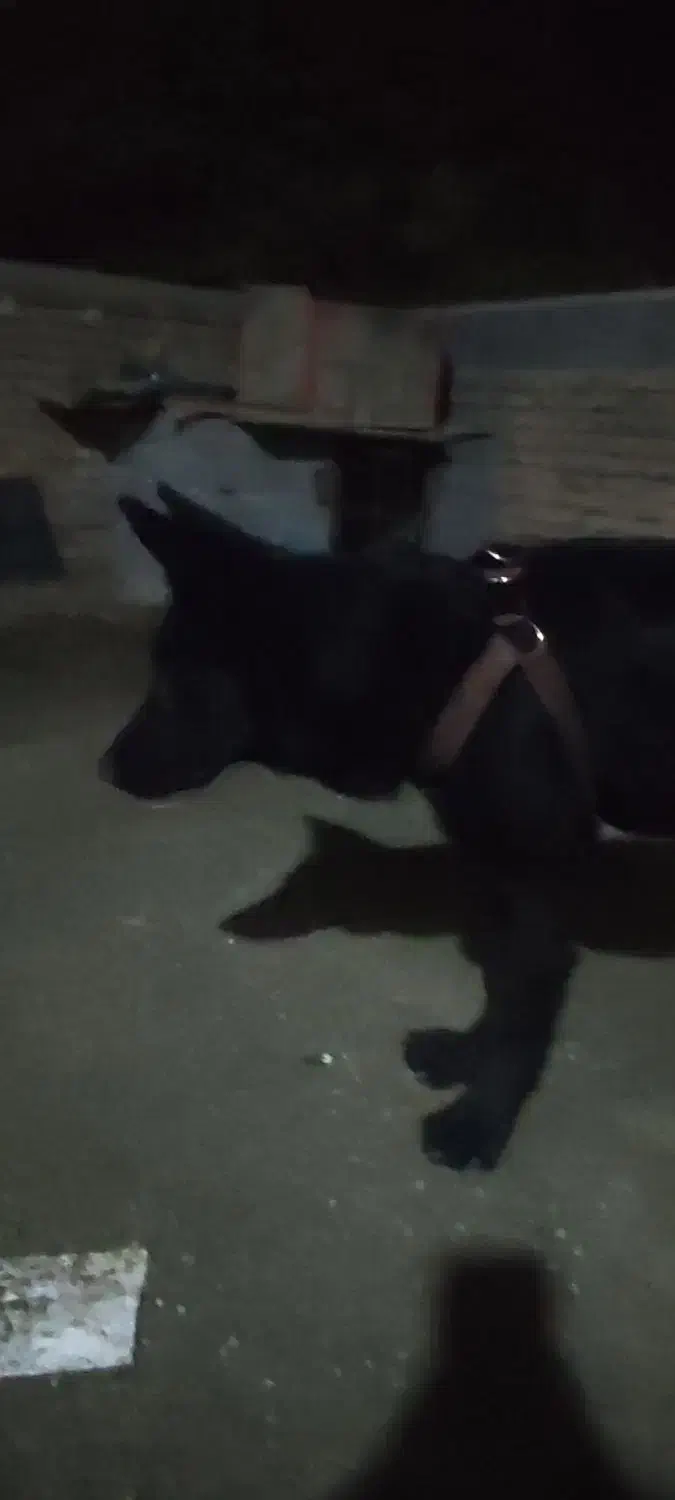 توله نر ژرمن بلک دم روباهی موبلند|سگ|بومهن, |دیوار