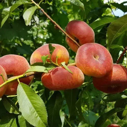 نهال باسازگار اقلیم مختلف کشور|خدمات باغبانی و درختکاری|کرج, فاز ۴ مهرشهر|دیوار