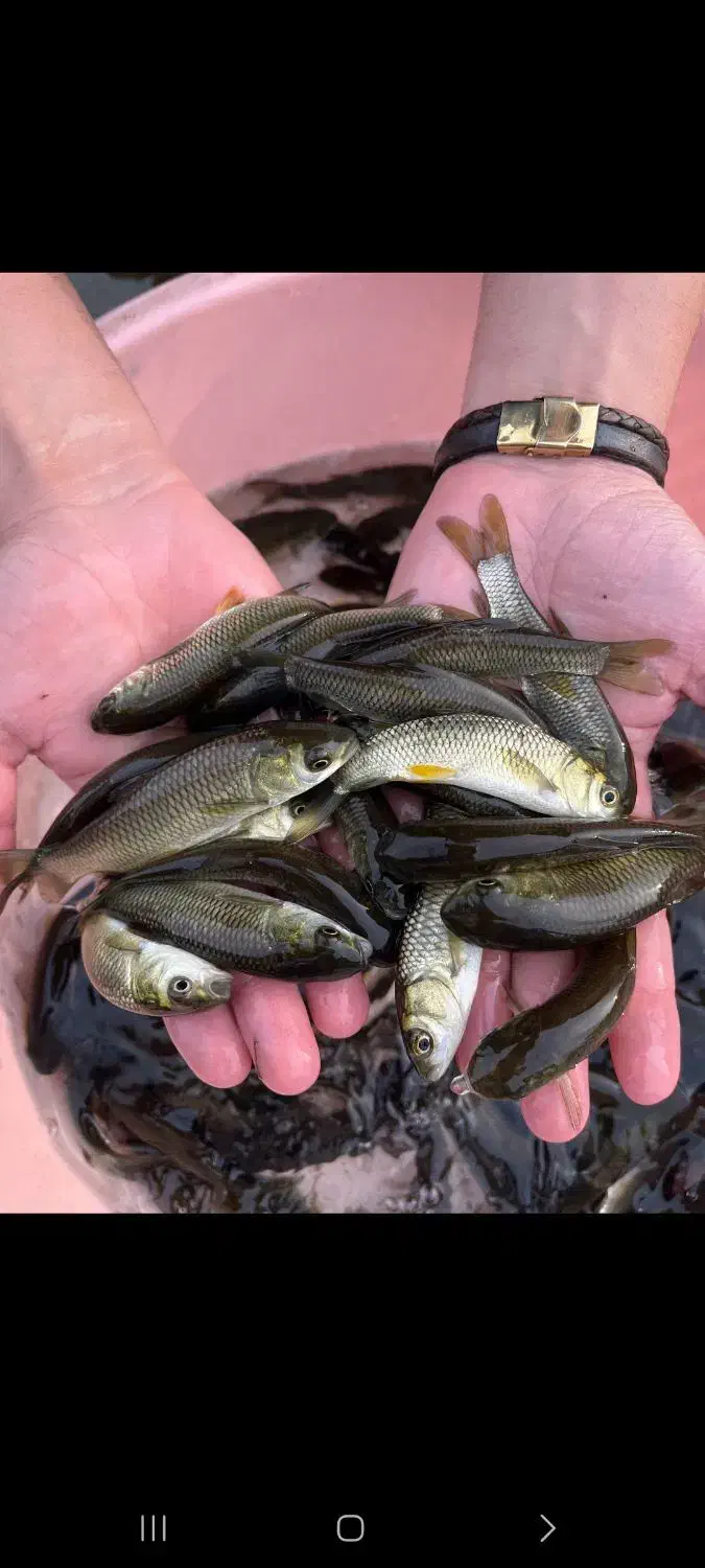 ماهی آمور|ماهی|رشت, جماران|دیوار