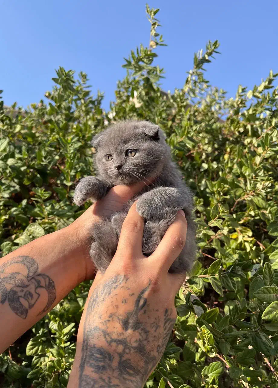 مناسب ترین پت آپارتمانی اسکاتیش|گربه|قائم‌شهر, |دیوار