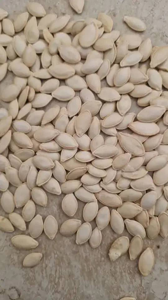 فروش تخمه کدو|حراج|آباده, |دیوار