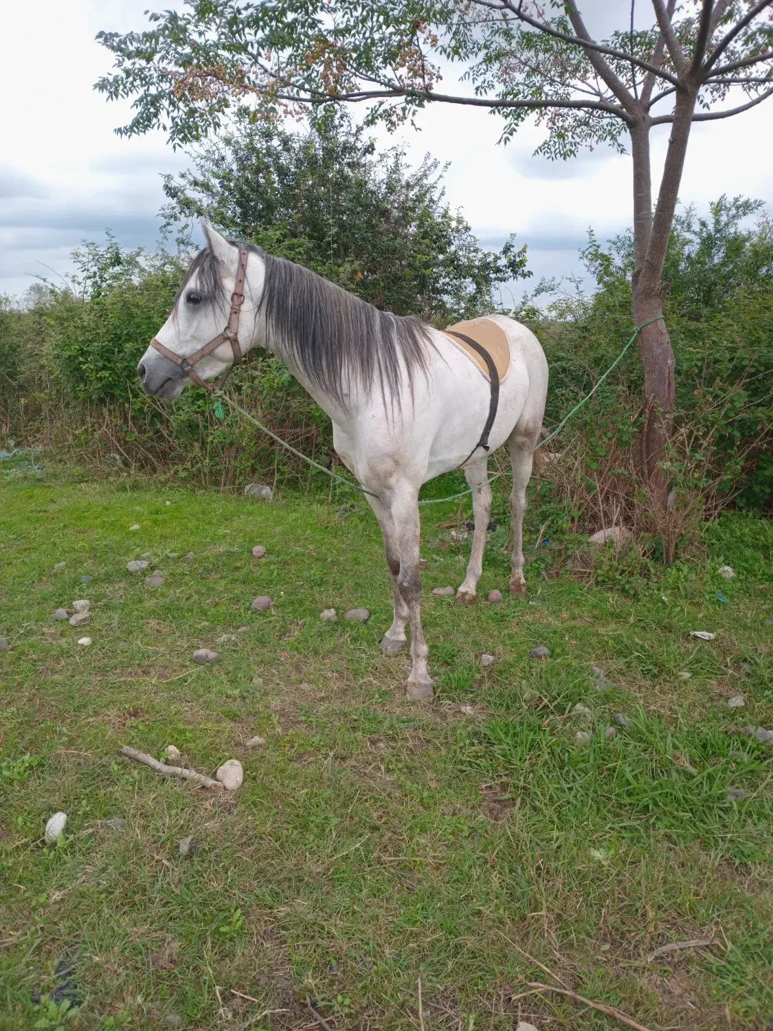 اسب عرب مسابقه ایی|اسب و تجهیزات اسبسواری|سنگر, |دیوار