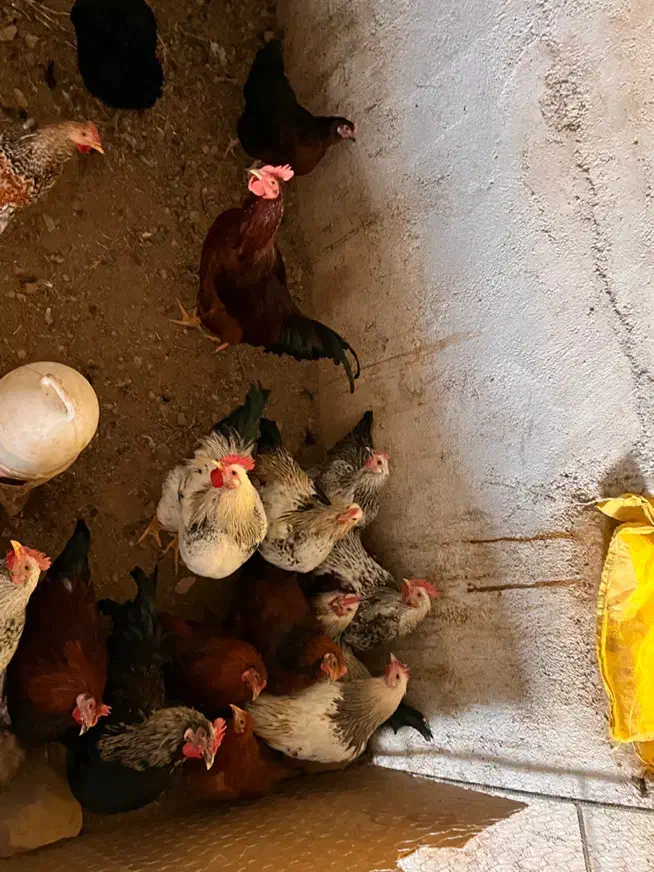 خروس محلی مناسب قربانی و نگهداری|حیوانات مزرعه|ابهر, |دیوار