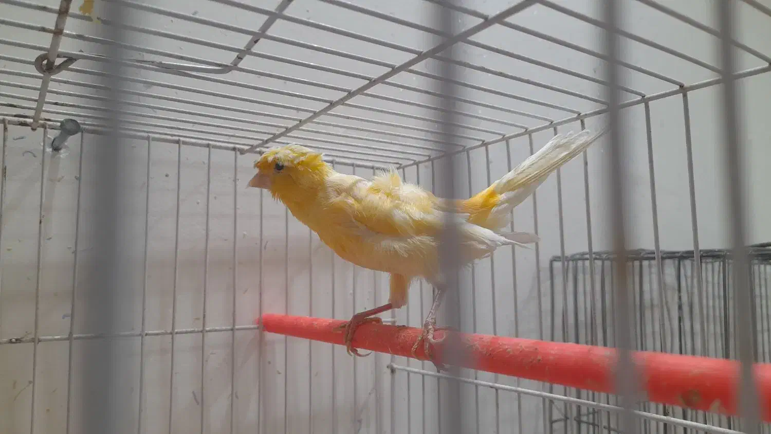 دوعدد قناری نر و ماده|پرنده|تربت‌حیدریه, شهرک ولیعصر|دیوار