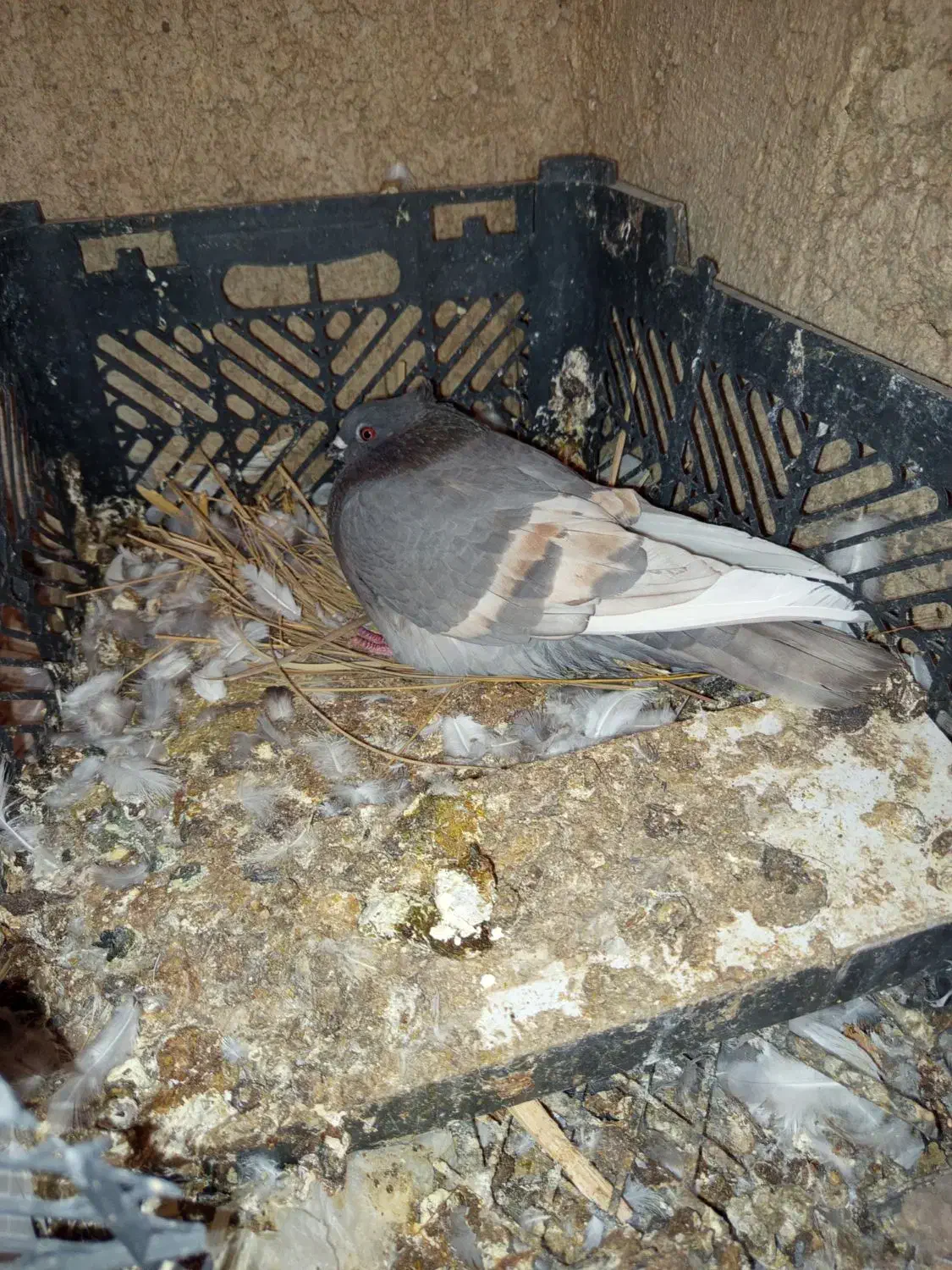 لیلک سبز خط زرد کاکلی|پرنده|شیراز, محمدیه|دیوار