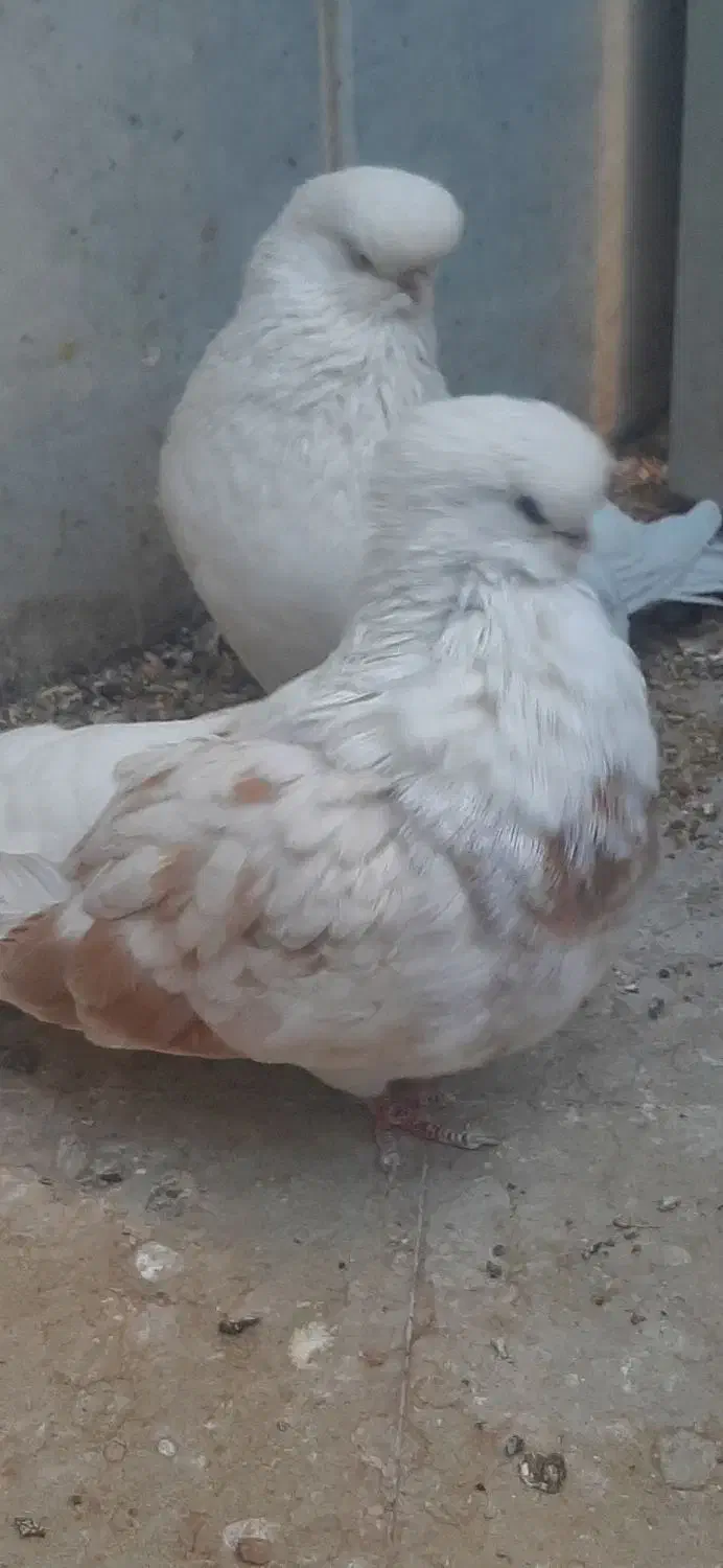 کبوترنوک قنار|پرنده|شهرضا, |دیوار