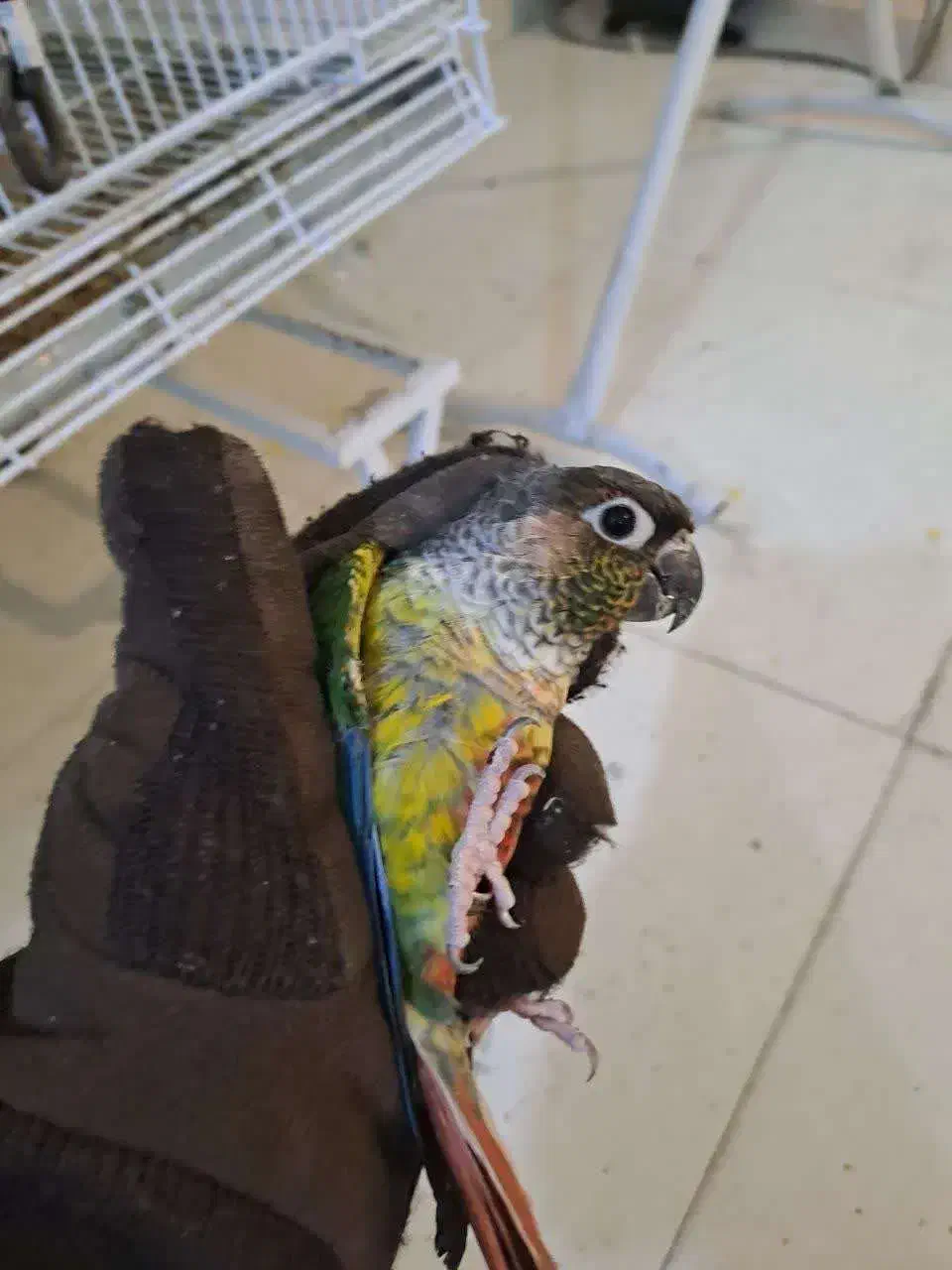 دو عددگرینچیک نر بالغ|پرنده|تهران, آزادشهر|دیوار